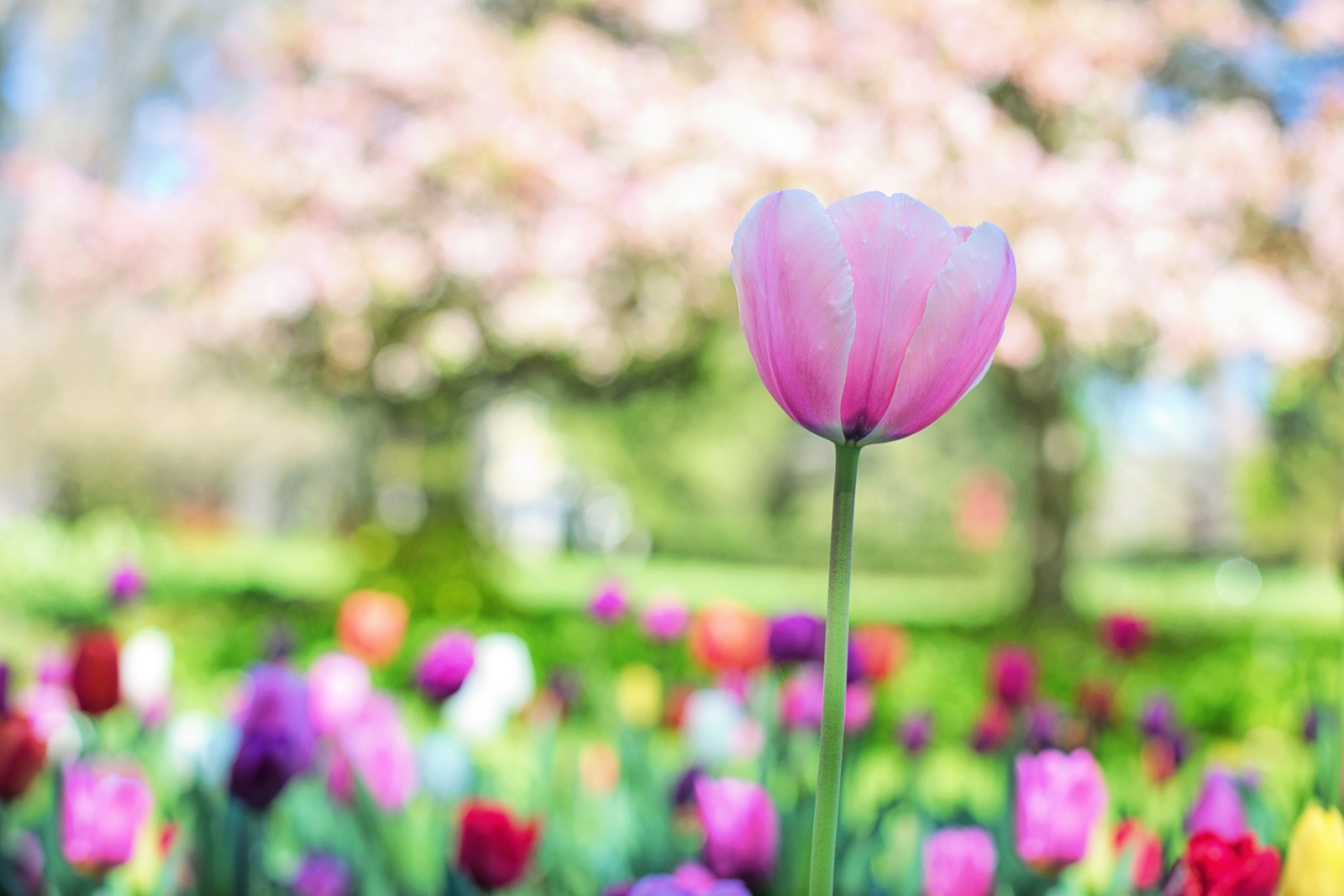 Tulpenfeld Frhlingsblumen - MONDSPINNE